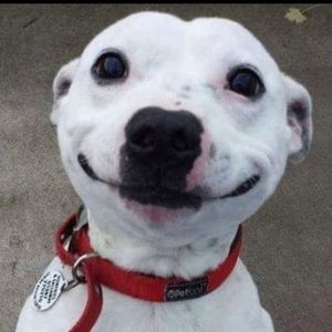 Meet your Posher, Payton